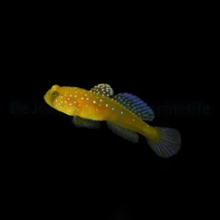Cryptocentrus cinctus - DJM Bred | All sizes