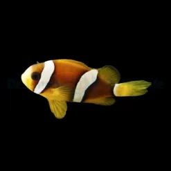 Amphiprion clarkii - DJM Bred | All sizes