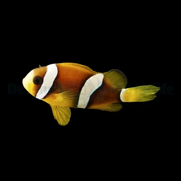 Amphiprion clarkii - DJM Bred | All sizes