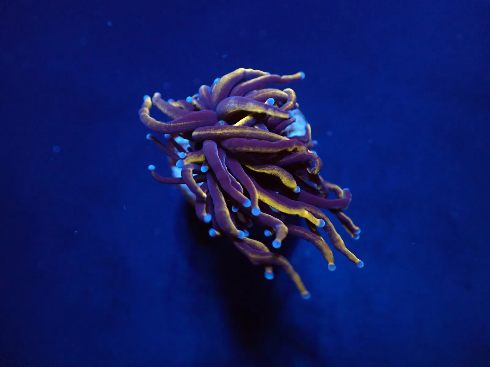 Euphyllia glabrescens (Gold Torch) (1 hd.) | FRAG