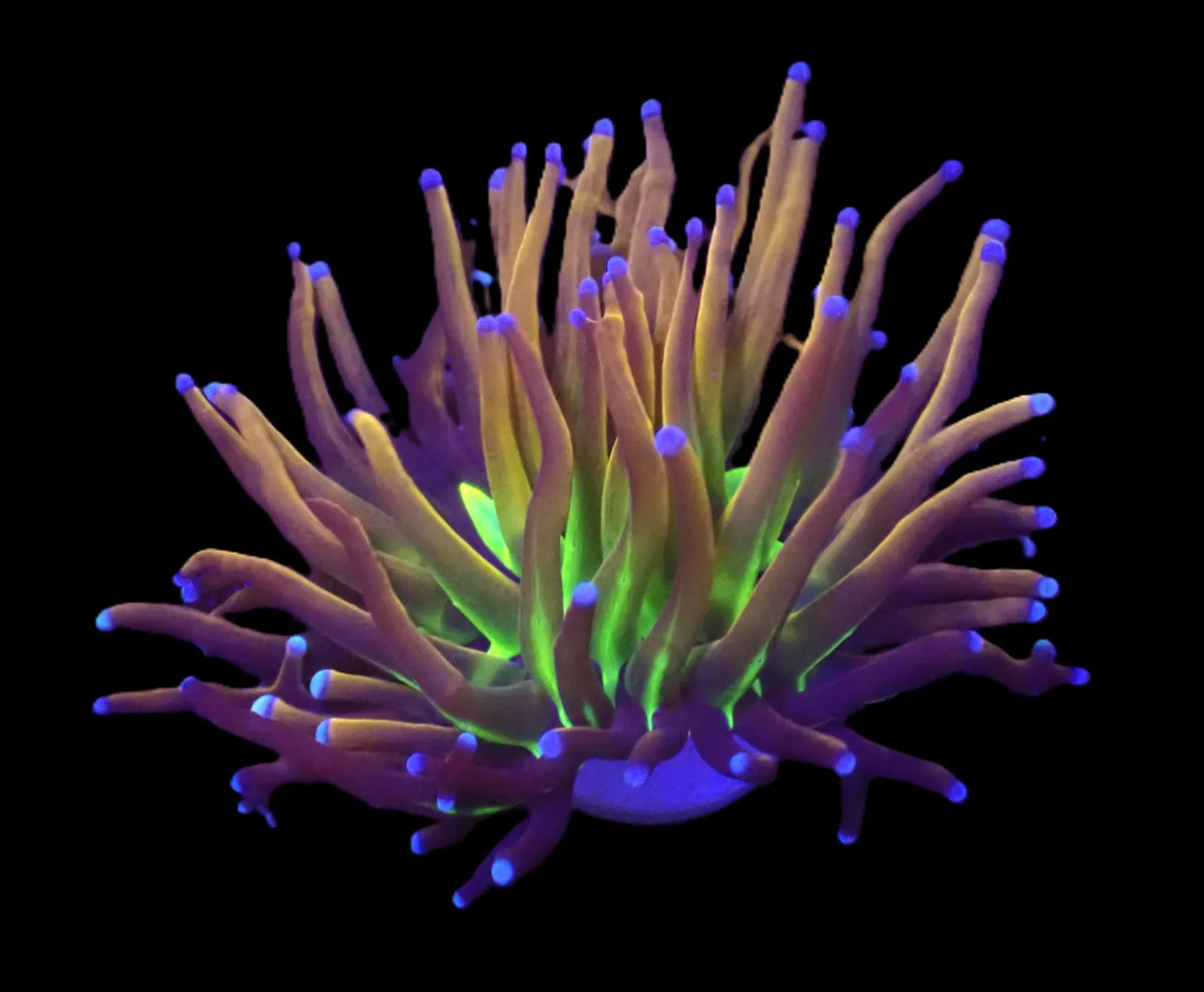 Euphyllia glabrescens (NYknicks) (1 hd.) | FRAG