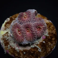 Favia spp. (Red) (frag)