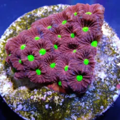 Favites pentagona (Ultra) (frag)