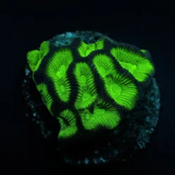Goniastrea spp. (Premium) (frag) | FRAG
