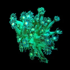 Goniopora spp. (Blueish-Yellow Center) (frag) | FRAG