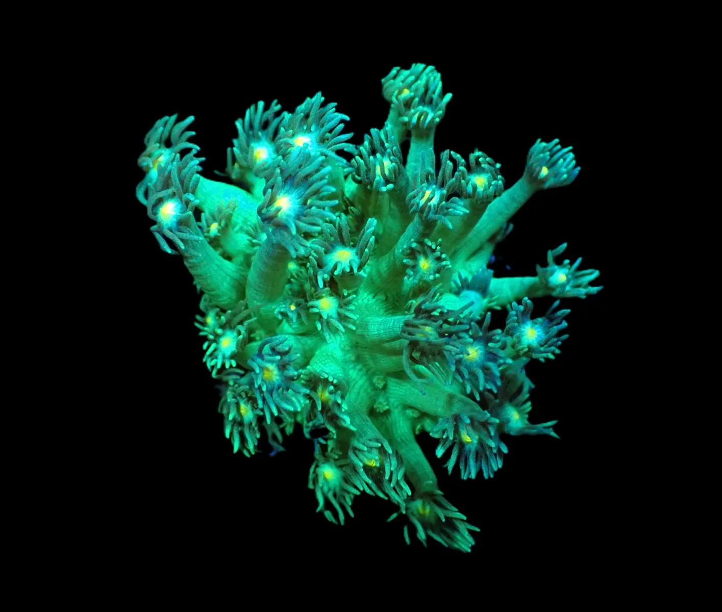 Goniopora spp. (Blueish-Yellow Center) (frag) | FRAG