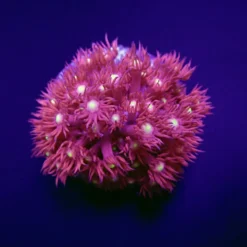 Goniopora spp. (Red) (Yellow-Green Center) (frag) | FRAG