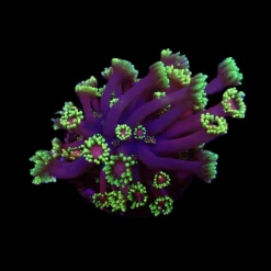 Goniopora spp. (Tequila Sunrise) (Grade B) (frag) | FRAG