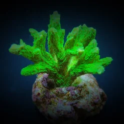 Hydnophora spp. (Green) (frag)