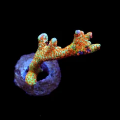 Montipora spp. (Branched) (Forest Fire) (frag) | FRAG