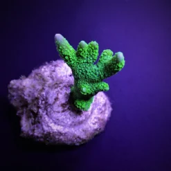 Montipora spp. (Branched) (Green) (frag) | FRAG