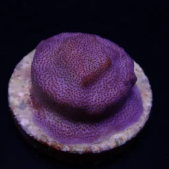 Montipora spp. (Encrusting) (Purple-Blue polyp) (frag) | FRAG