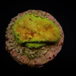 Montipora spp. (Encrusting) (Red polyp) (frag) | FRAG