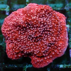 Montipora spp. (Snow Cap) (frag) | FRAG