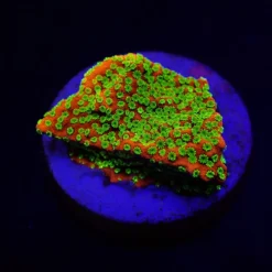 Montipora spp. (Sunset) (frag) | FRAG