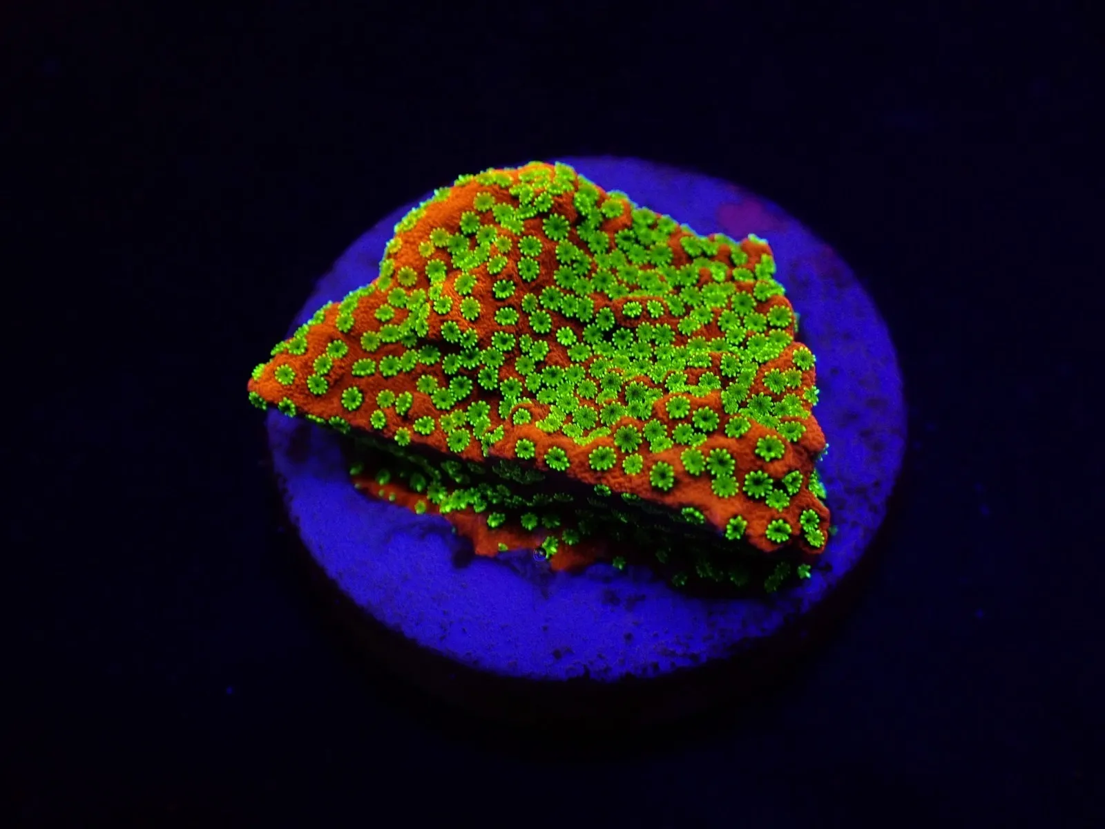 Montipora spp. (Sunset) (frag) | FRAG