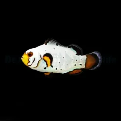 Amphiprion ocellaris (Frostbite) - DJM Bred | All sizes
