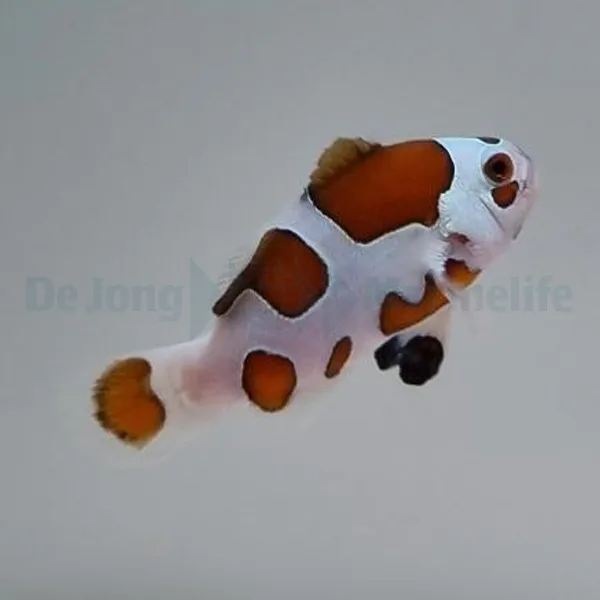 Amphiprion ocellaris (Mocha Storm) - DJM Bred | All sizes
