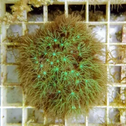 Pachyclavularia spp. (frag) | FRAG