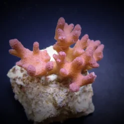 Pocillopora damicornis (Pink) (frag) | FRAG