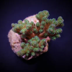 Pocillopora damicornis (Yellow-Green) (frag) | FRAG