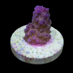 Pocillopora eydouxi (Pink) (frag) | FRAG