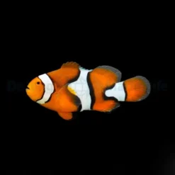 Amphiprion percula - DJM Bred | All sizes