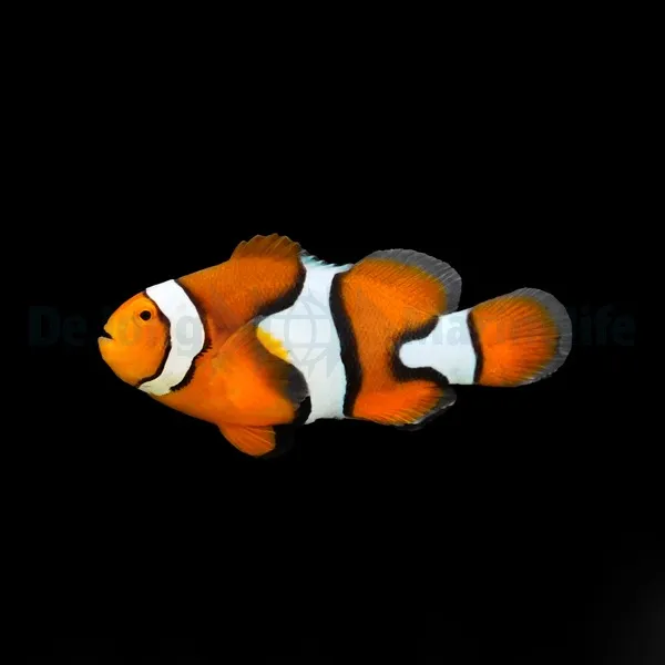 Amphiprion percula - DJM Bred | All sizes