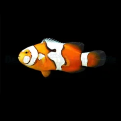 Amphiprion percula (Picasso) - DJM Bred | All sizes