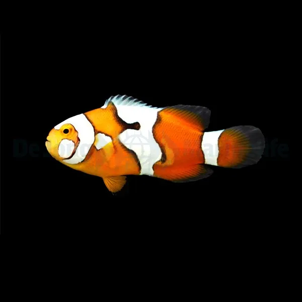 Amphiprion percula (Picasso) - DJM Bred | All sizes