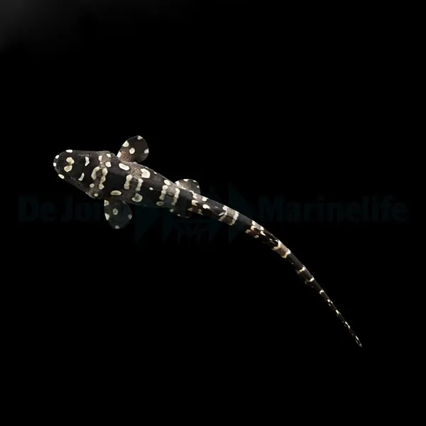 Chiloscyllium plagiosum - DJM Bred | M