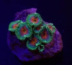 Palythoa spp. (Captain America) (frag) | FRAG