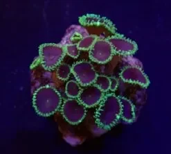 Palythoa spp. (Purple Death) (frag) | FRAG