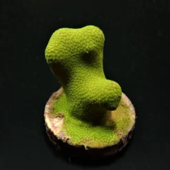 Porites cylindrica (Yellow-Green) (frag) | FRAG