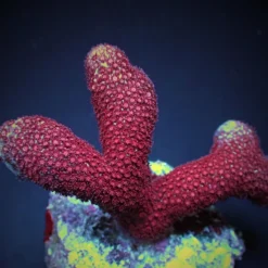 Porites spp. (Bordeaux) (frag) | FRAG
