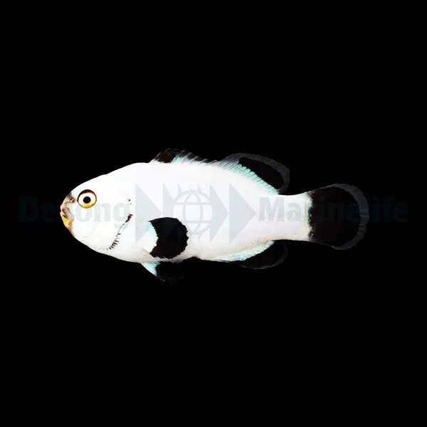 Amphiprion percula (Platinum) - DJM Bred | All sizes