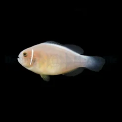 Amphiprion perideraion - DJM Bred | All sizes