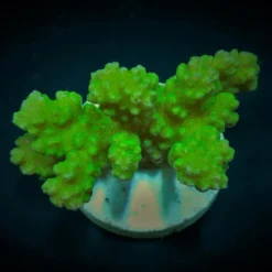 Pocillopora verrucosa (Yellow-Green) (frag) | FRAG