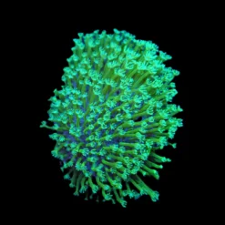 Sarcophyton spp. (frag) | FRAG