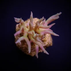 Seriatopora hystrix (Green) (frag) | FRAG
