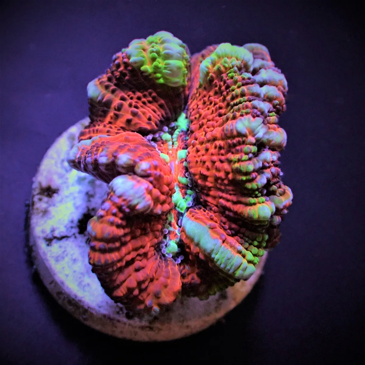 Symphyllia (Australophyllia) wilsoni (Premium) (frag) | FRAG