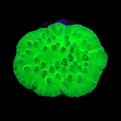 Turbinaria peltata (frag) | FRAG