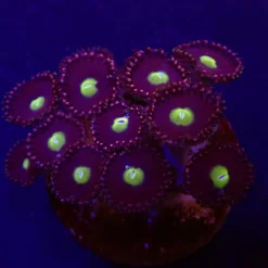 Zoanthus spp. (Grade A) (frag) | FRAG