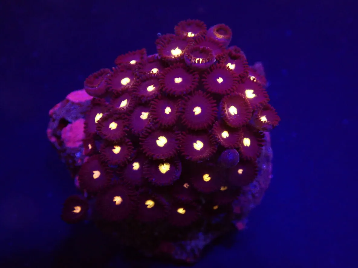 Zoanthus spp. (Black Hole Sun) (frag) | FRAG