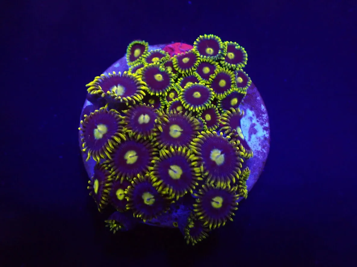 Zoanthus spp. (Blueberry Pie) (frag) | FRAG