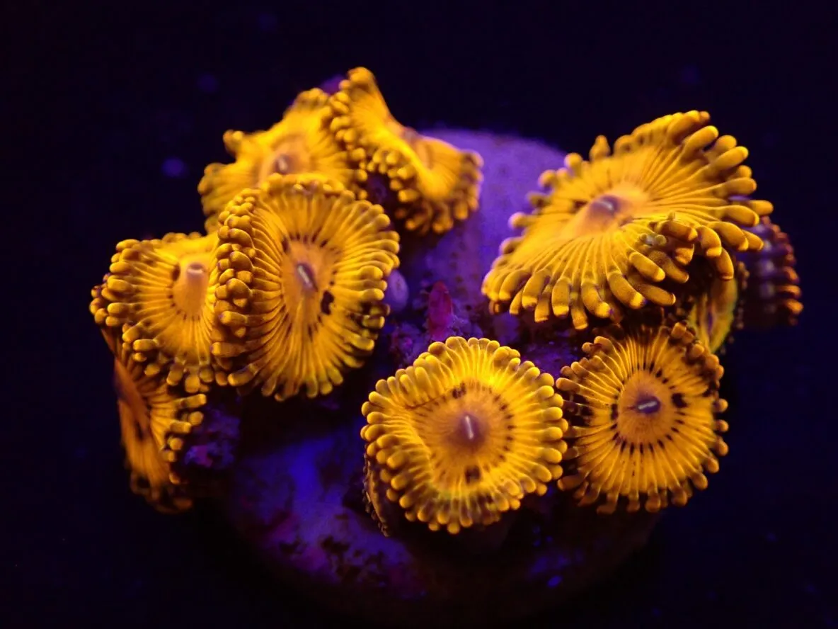 Zoanthus spp. (Gold Maul) (frag) | FRAG