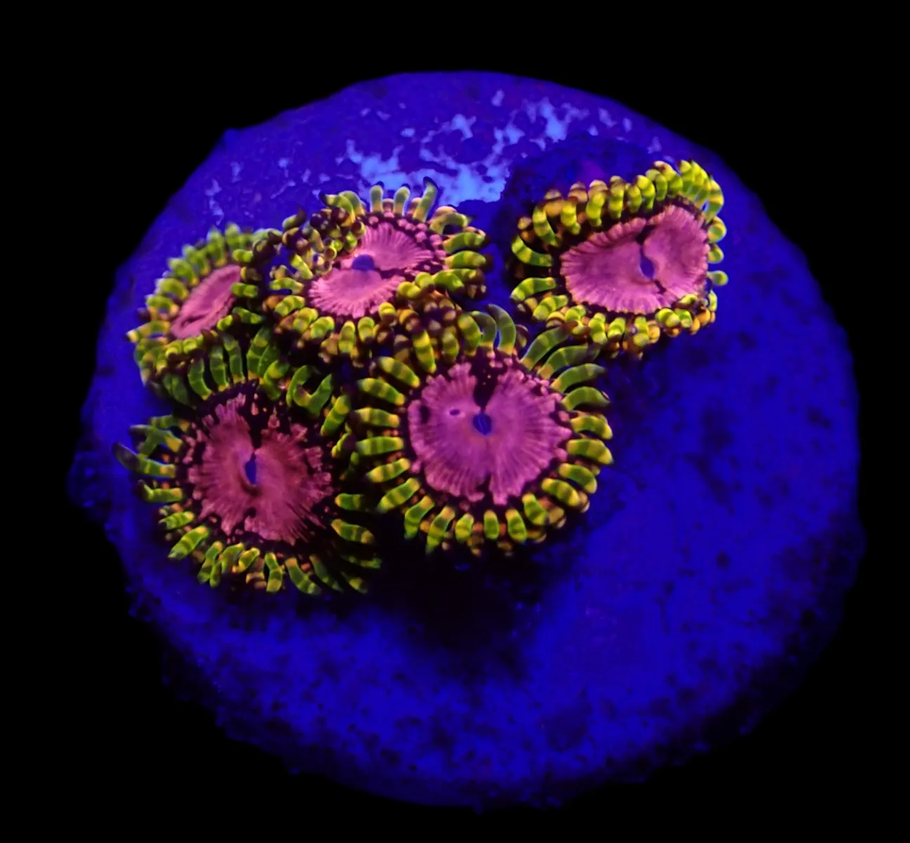 Zoanthus spp. (WWC Purple Monster) (frag) | FRAG