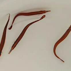 Doryrhamphus excisus | All sizes