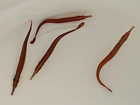 Doryrhamphus excisus | All sizes