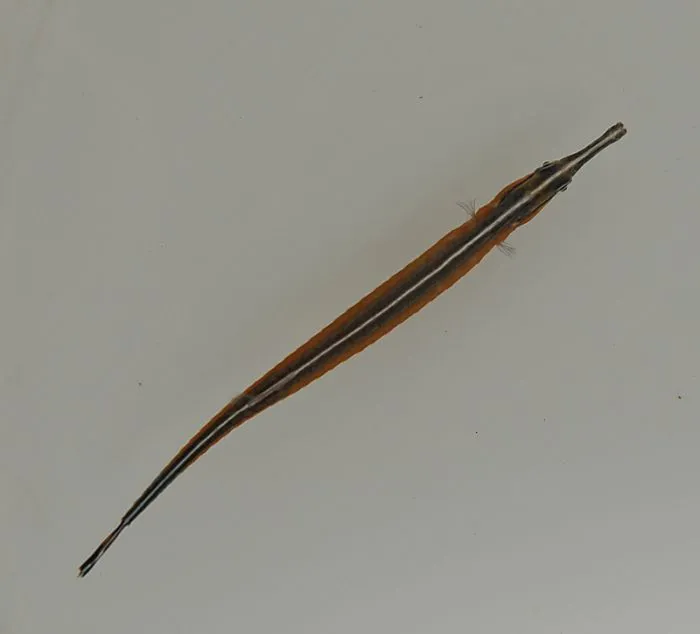 Doryrhamphus malus | All sizes